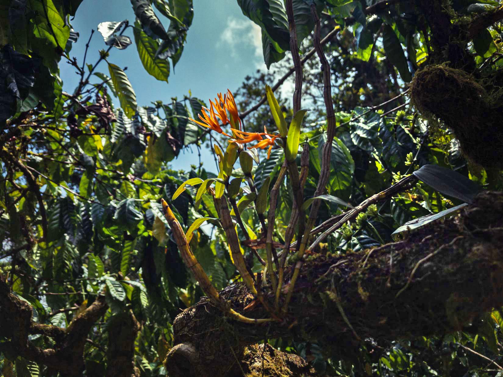 A spice, tea and coffee garden, a veritable paradise of biodiversity in the Western Ghats of Karnataka A spice, tea and coffee garden, a veritable paradise of biodiversity in the Western Ghats of Karnataka